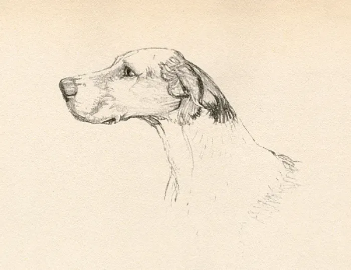 Framed Print : Sketch of a hounds head in profile Framed Print : Sketch of a hounds head in profile
