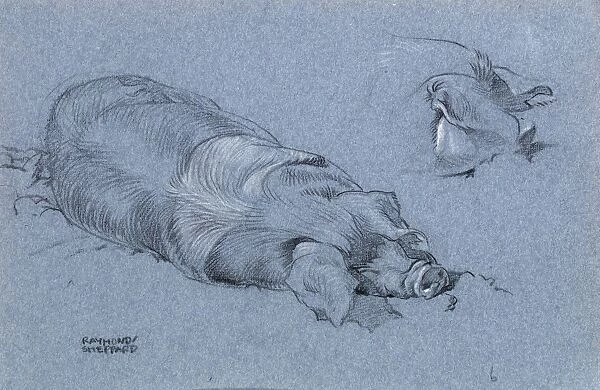 Sketch of a sleeping pig