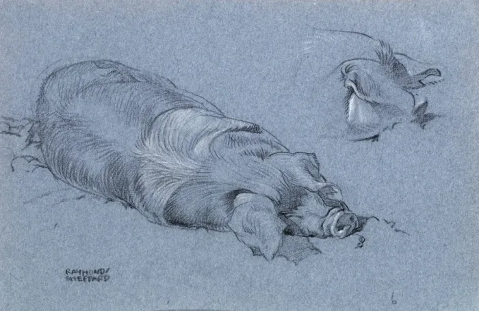 Framed Print : Sketch of a sleeping pig Framed Print : Sketch of a sleeping pig