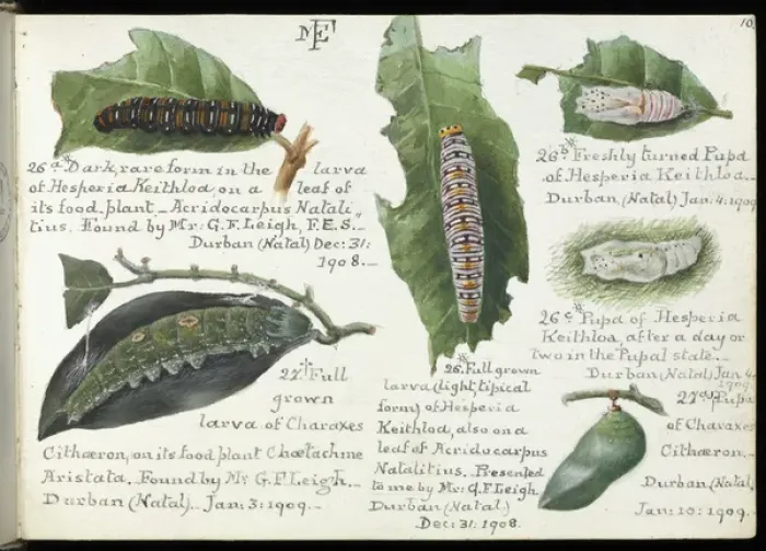 Framed Print : Sketchbooks of Lepidoptera, Margaret Fountaine Framed Print : Sketchbooks of Lepidoptera, Margaret Fountaine