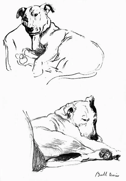 Sketches of a bull terrier by Cecil Aldin