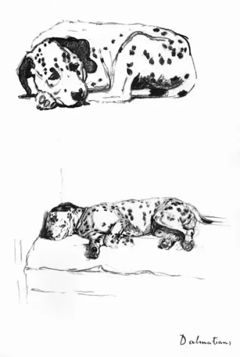 Framed Print : Sketches of a Dalmatian puppy by Cecil Aldin Framed Print : Sketches of a Dalmatian puppy by Cecil Aldin