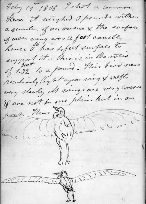 Framed Print : Sketches of a heron (rear view) with wings extended Framed Print : Sketches of a heron (rear view) with wings extended