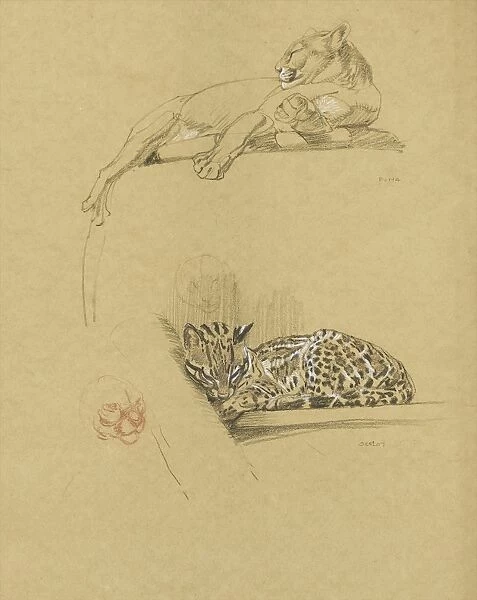 Sketches of a Puma and an Ocelot