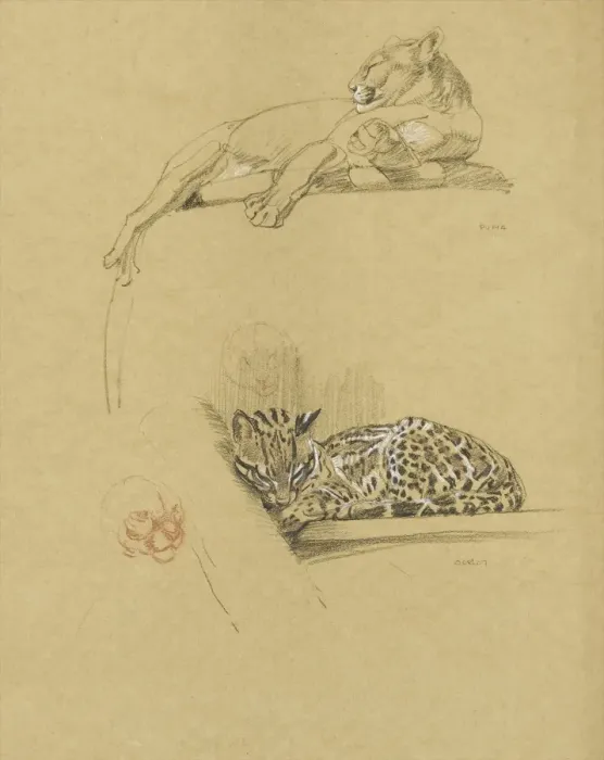 Framed Print : Sketches of a Puma and an Ocelot Framed Print : Sketches of a Puma and an Ocelot