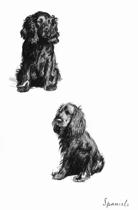 Framed Print : Sketches of Spaniels by Cecil Aldin Framed Print : Sketches of Spaniels by Cecil Aldin