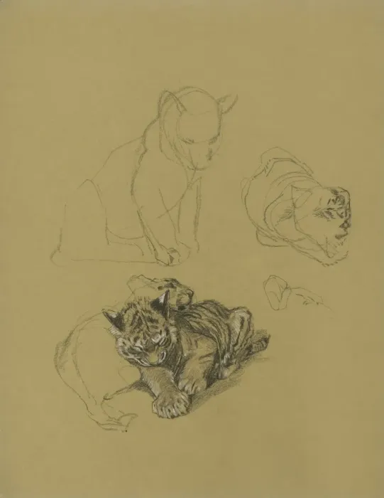 Framed Print : Sketches of Tiger Cubs playing Framed Print : Sketches of Tiger Cubs playing