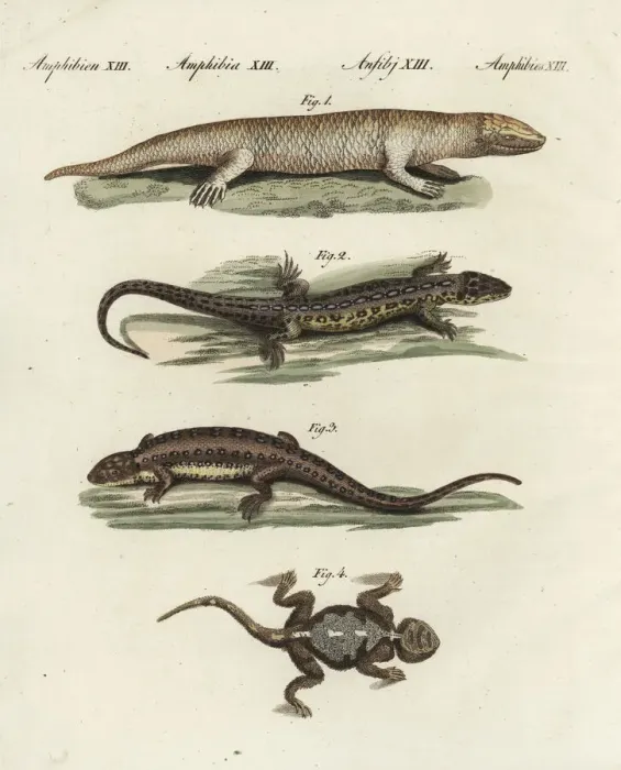 Framed Print : Skink, sand lizard and agama Framed Print : Skink, sand lizard and agama