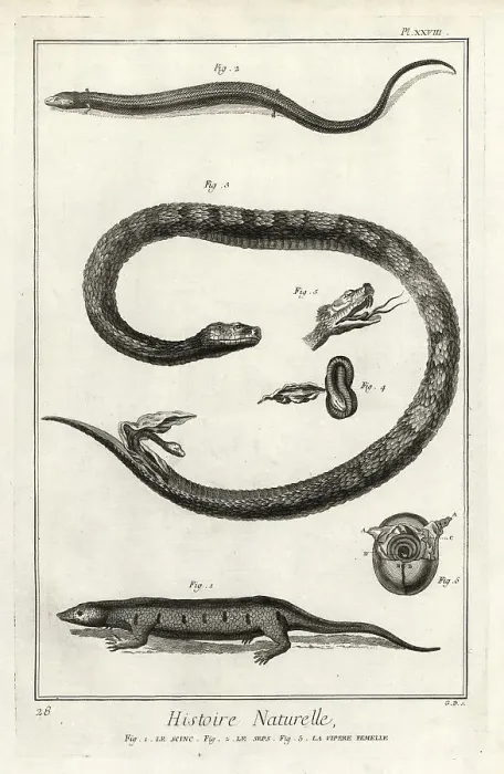 Framed Print : Skinks and female viper giving birth Framed Print : Skinks and female viper giving birth
