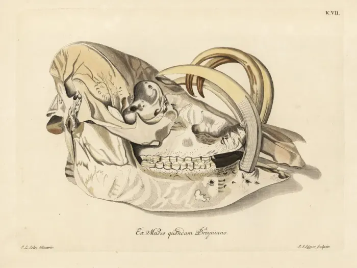 Framed Print : Skull of a Buru babirusa, Babyrousa babyrussa Framed Print : Skull of a Buru babirusa, Babyrousa babyrussa