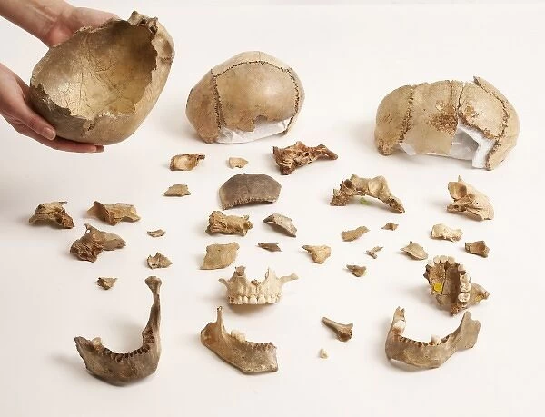 Skull cups and bone fragments, Goughs Cave