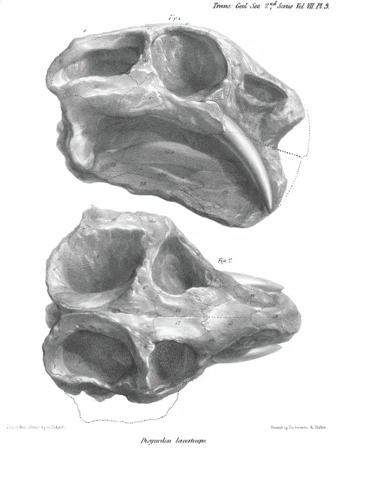 Framed Print : Skull of Dicynodon lacerticeps Framed Print : Skull of Dicynodon lacerticeps