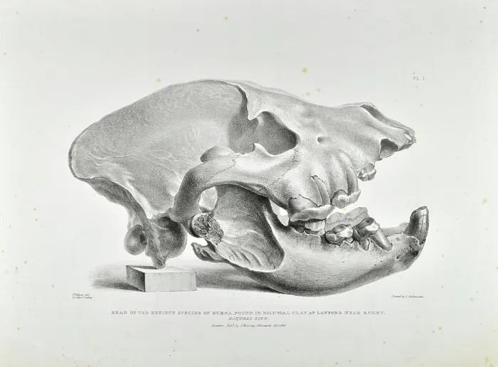 Framed Print : Skull of extinct hyena Framed Print : Skull of extinct hyena