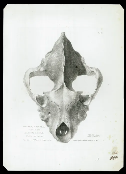 Framed Print : Skull of extinct hyena Framed Print : Skull of extinct hyena