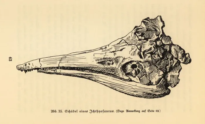 Framed Print : Skull of an extinct Ichthyosaurus genus Framed Print : Skull of an extinct Ichthyosaurus genus
