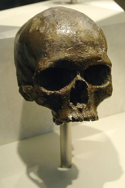 Skull of Homo sapiens