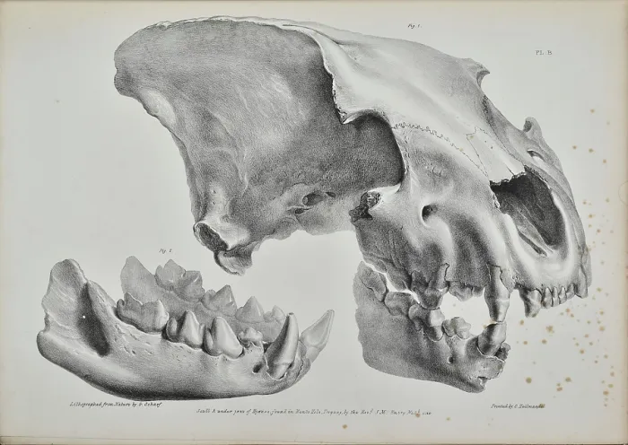 Framed Print : Skull of a hyaena from Kent's Cavern Framed Print : Skull of a hyaena from Kent's Cavern