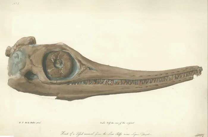 Framed Print : Skull of an Ichthyosaur Framed Print : Skull of an Ichthyosaur