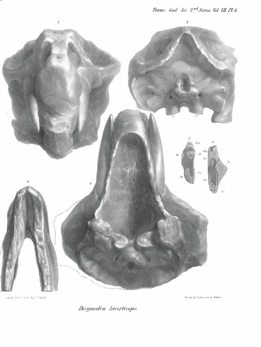Framed Print : Skull and jaw of Dicynodon lacerticeps Framed Print : Skull and jaw of Dicynodon lacerticeps