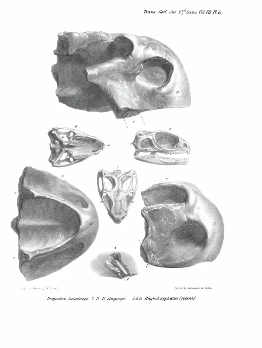 Framed Print : Skulls of Dicynodon Framed Print : Skulls of Dicynodon