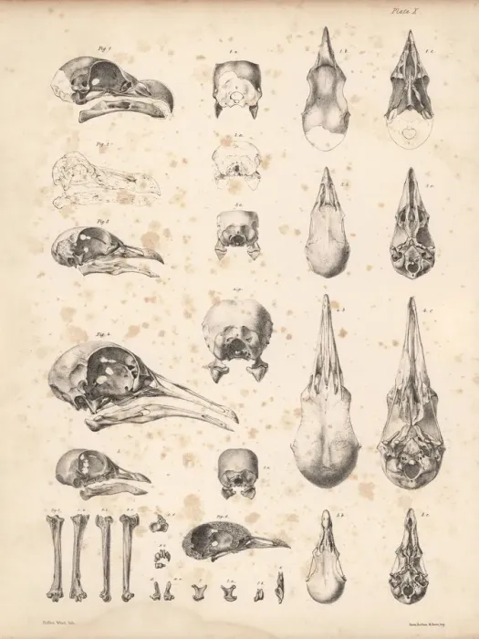 Framed Print : Skulls of pigeons and dodo Framed Print : Skulls of pigeons and dodo