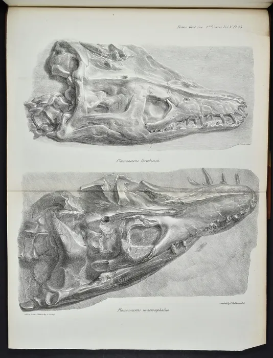 Framed Print : Skulls, Plesiosaurus hawkinsii, Plesiosaurus macrocephalus Framed Print : Skulls, Plesiosaurus hawkinsii, Plesiosaurus macrocephalus