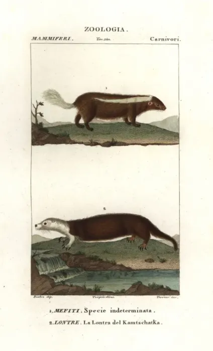 Framed Print : Skunk species, Mephitis mephitis?, and sea Framed Print : Skunk species, Mephitis mephitis?, and sea