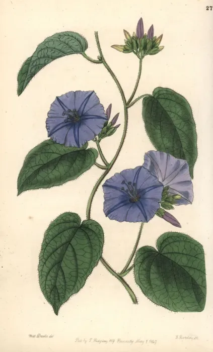 Framed Print : Skyblue clustervine. Jacquemontia pentanthos Framed Print : Skyblue clustervine. Jacquemontia pentanthos