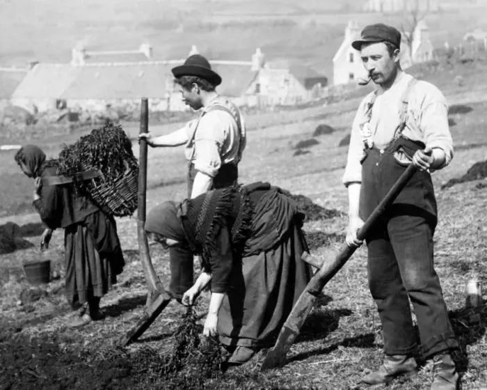 Framed Print : Skye crofters planting potatoes, Scotland Framed Print : Skye crofters planting potatoes, Scotland