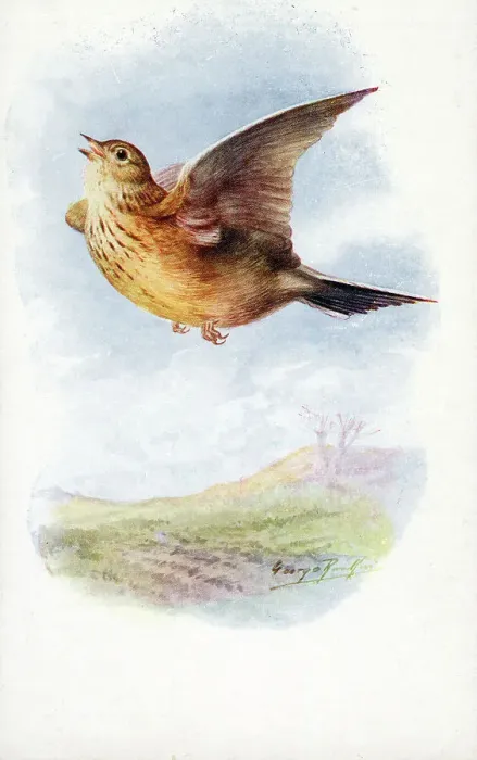 Framed Print : Skylark Date: circa 1910s Framed Print : Skylark Date: circa 1910s