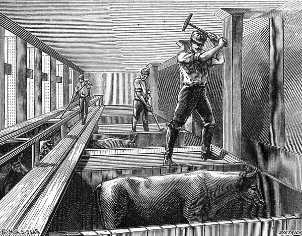 Slaughtering Beef 1895