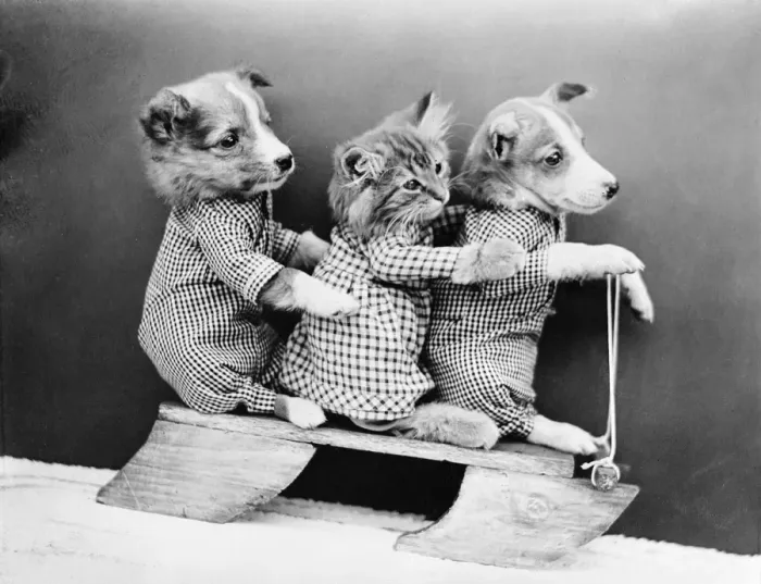 Framed Print : Sledging Dogs and Cat Framed Print : Sledging Dogs and Cat