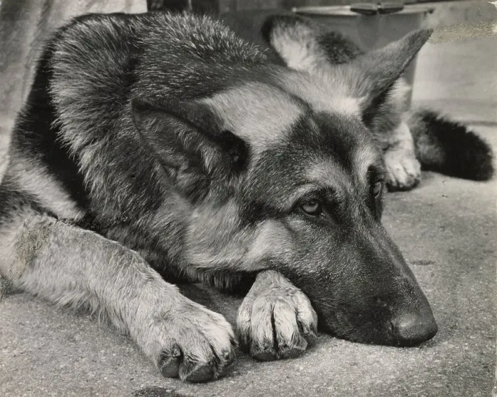 Framed Print : Sleepy Alsatian dog Date: 1950s Framed Print : Sleepy Alsatian dog Date: 1950s