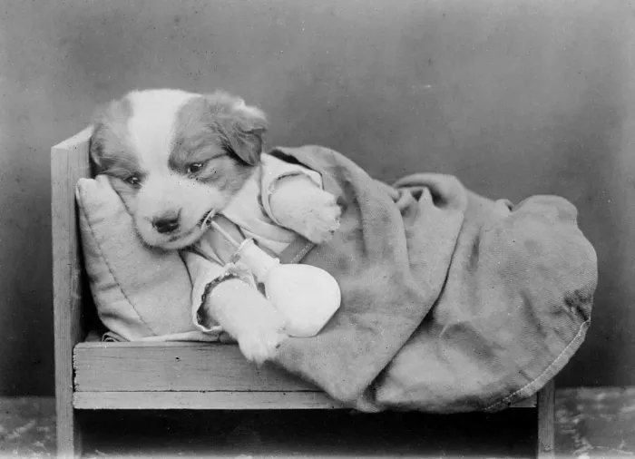 Framed Print : Sleepy Puppy Framed Print : Sleepy Puppy