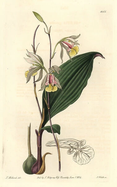 Slender bletia orchid, Bletia gracilis