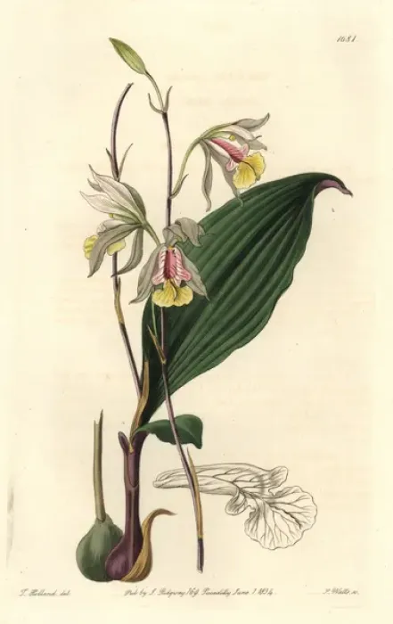 Framed Print : Slender bletia orchid, Bletia gracilis Framed Print : Slender bletia orchid, Bletia gracilis