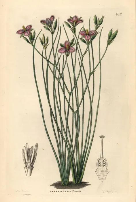 Framed Print : Slender fringe-lily, Thysanotus tenuis Framed Print : Slender fringe-lily, Thysanotus tenuis
