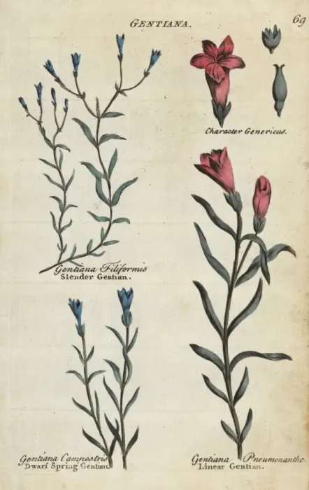 Framed Print : Slender gentian, dwarf spring gentian and marsh gentian Framed Print : Slender gentian, dwarf spring gentian and marsh gentian