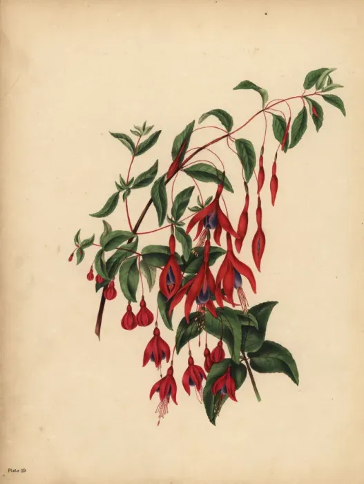 Framed Print : The slender and globose Fuchsia, Fuchsia magellanica, Taste Framed Print : The slender and globose Fuchsia, Fuchsia magellanica, Taste