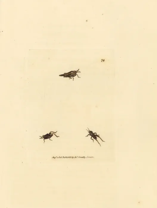 Framed Print : Slender grasshopper, Tetrix subulata Framed Print : Slender grasshopper, Tetrix subulata