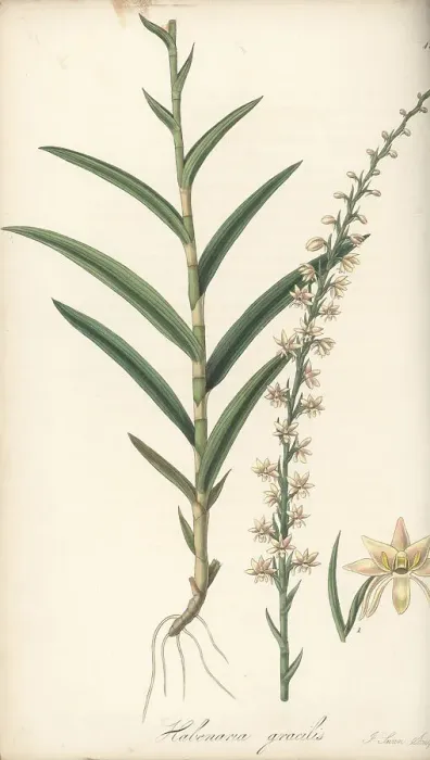 Framed Print : Slender habenaria orchid, Habenaria gracilis Framed Print : Slender habenaria orchid, Habenaria gracilis