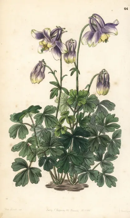 Framed Print : Slender-horned columbine, Aquilegia leptoceras Framed Print : Slender-horned columbine, Aquilegia leptoceras