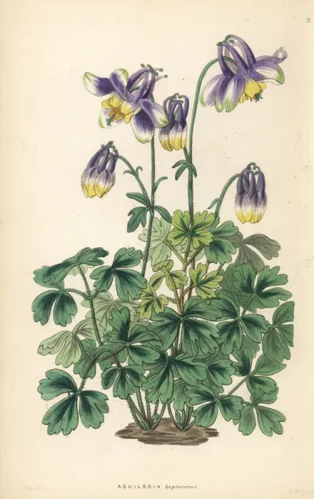 Framed Print : Slender-horned columbine, Aquilegia leptoceras Framed Print : Slender-horned columbine, Aquilegia leptoceras