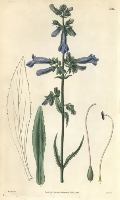 Framed Print : Slender penstemon, Penstemon gracilis Framed Print : Slender penstemon, Penstemon gracilis