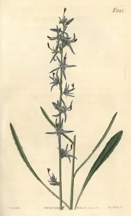 Framed Print : Slender rampion, Phyteuma stricta Framed Print : Slender rampion, Phyteuma stricta
