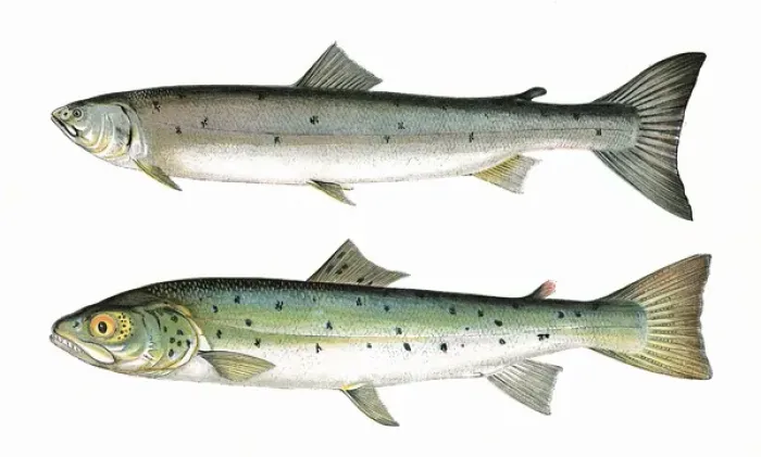 Framed Print : Slender Salmon and Blue Pole Framed Print : Slender Salmon and Blue Pole