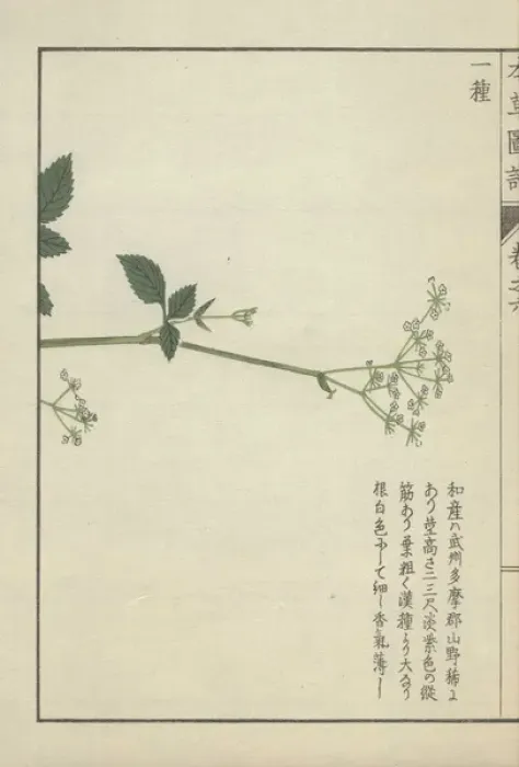 Framed Print : Slender stem with a few leaves crowned with Framed Print : Slender stem with a few leaves crowned with