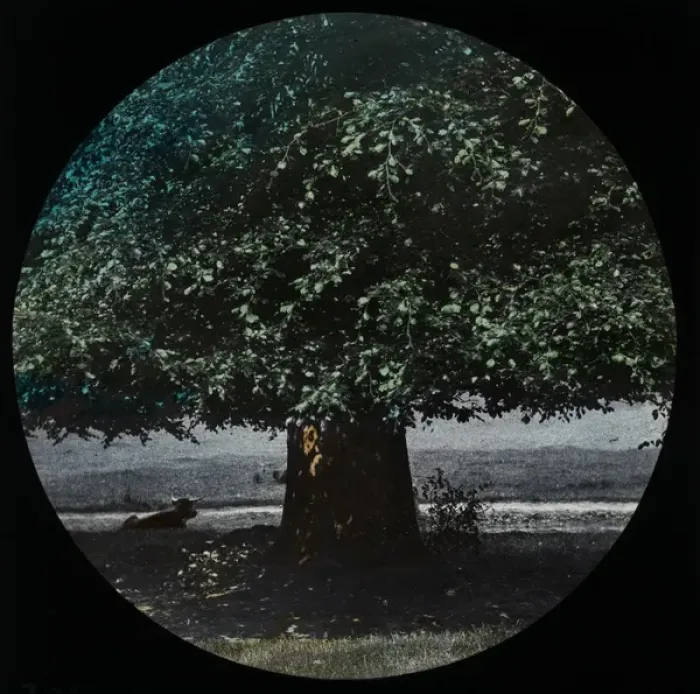 Framed Print : Tree. Slide showing a picture of a large tree in a field with a horned cow underneath it Framed Print : Tree. Slide showing a picture of a large tree in a field with a horned cow underneath it