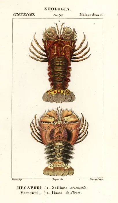 Framed Print : Slipper lobster and butterfly fan lobster Framed Print : Slipper lobster and butterfly fan lobster