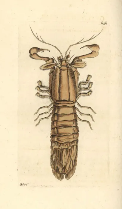 Framed Print : Slipper lobster, Scyllarus arctus Framed Print : Slipper lobster, Scyllarus arctus